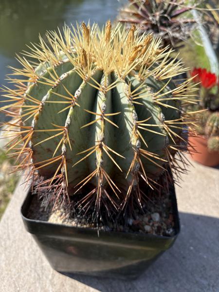 Ferocactus glaucescens